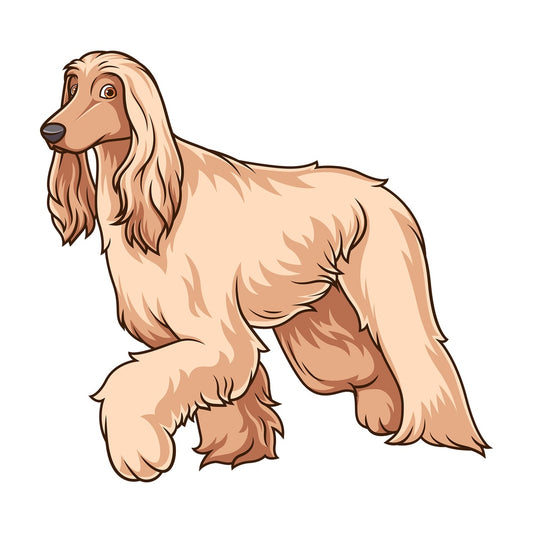 Afghan hound walking. PNG - JPG and vector EPS (infinitely scalable).