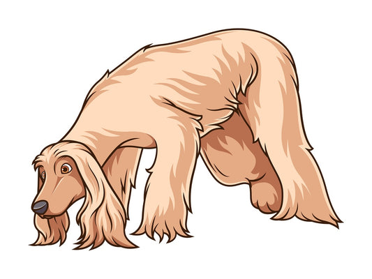Afghan hound sniffing. PNG - JPG and vector EPS (infinitely scalable).