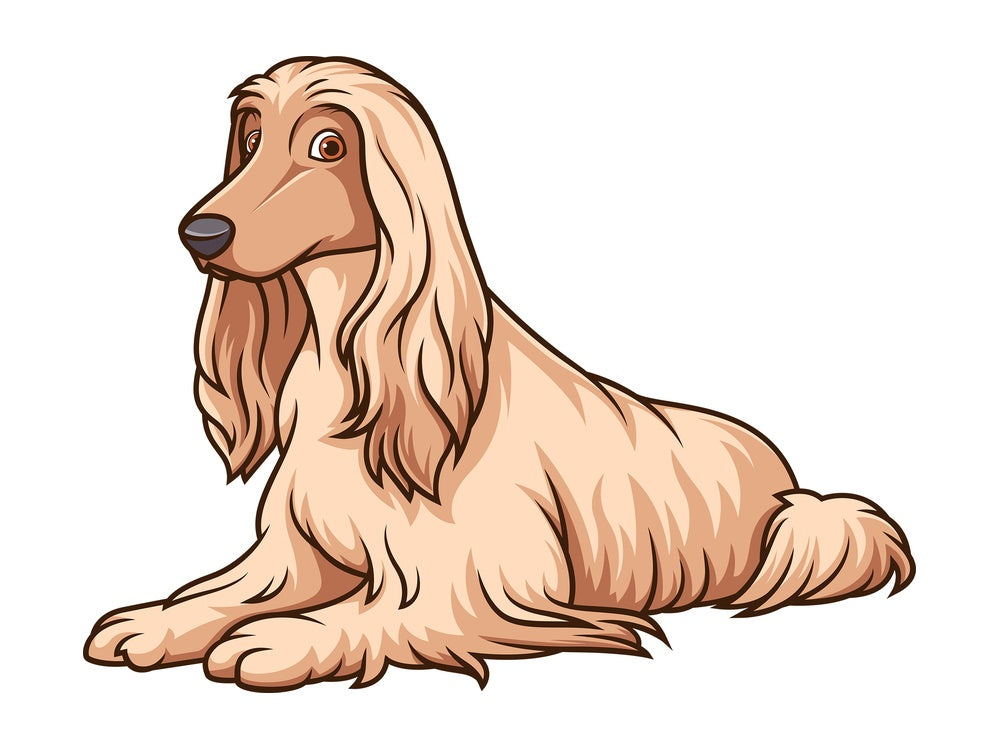 Afghan hound lying down. PNG - JPG and vector EPS (infinitely scalable).