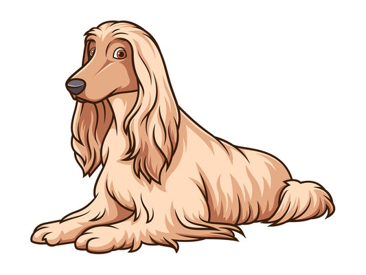 Afghan hound lying down. PNG - JPG and vector EPS (infinitely scalable).