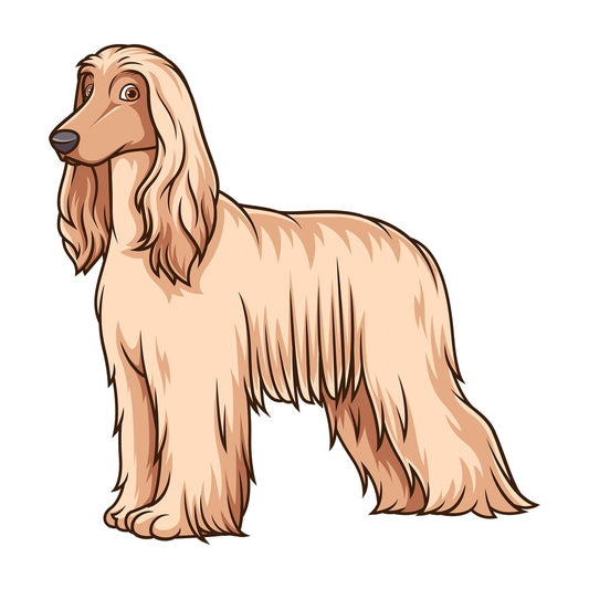 Gorgeous afghan hound. PNG - JPG and vector EPS (infinitely scalable).