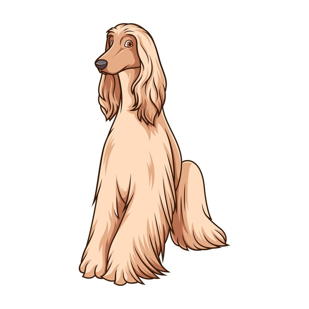 Obedient afghan hound sitting. PNG - JPG and vector EPS (infinitely scalable).