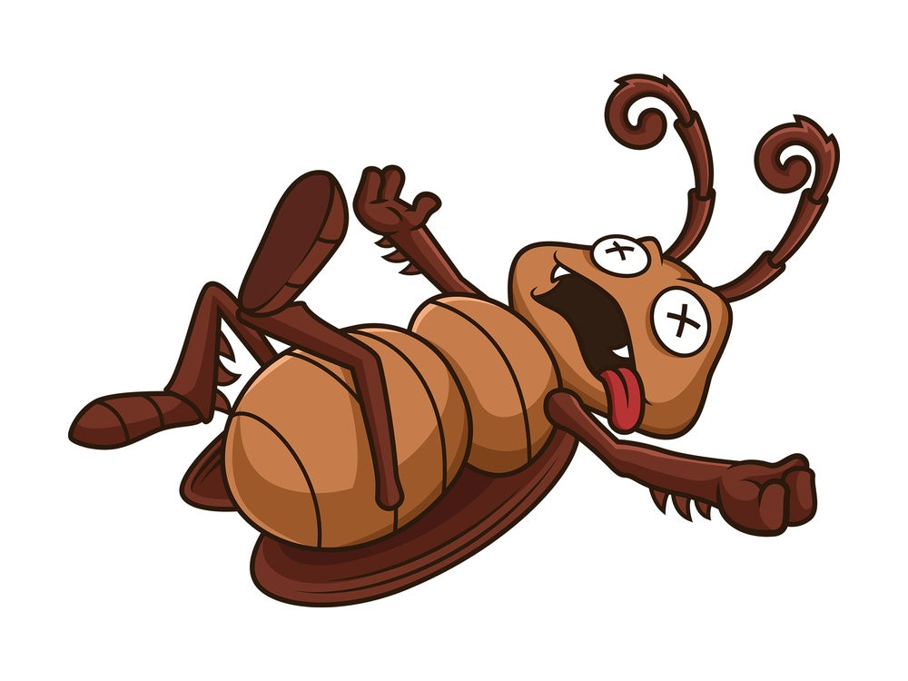 Dead cockroach. PNG - JPG and vector EPS file formats (infinitely scalable). Image isolated on transparent background.