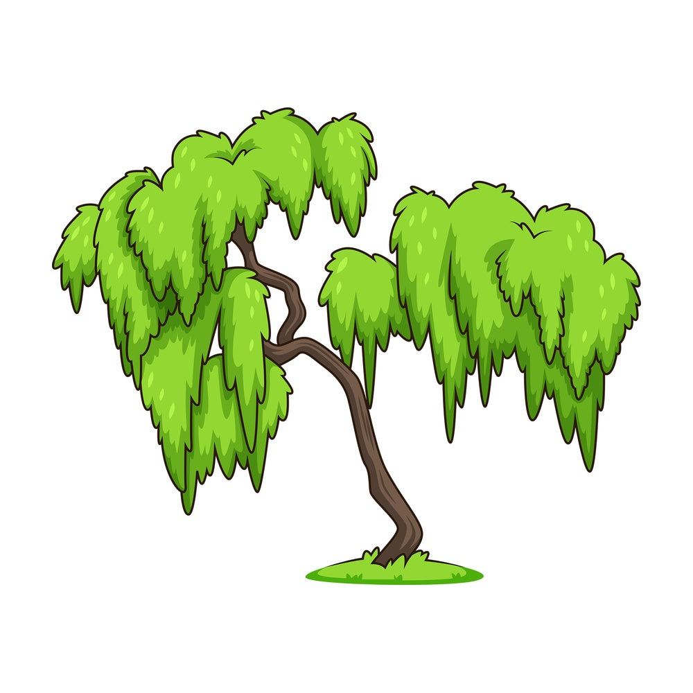 Weeping willow tree. PNG - JPG and vector EPS (infinitely scalable).