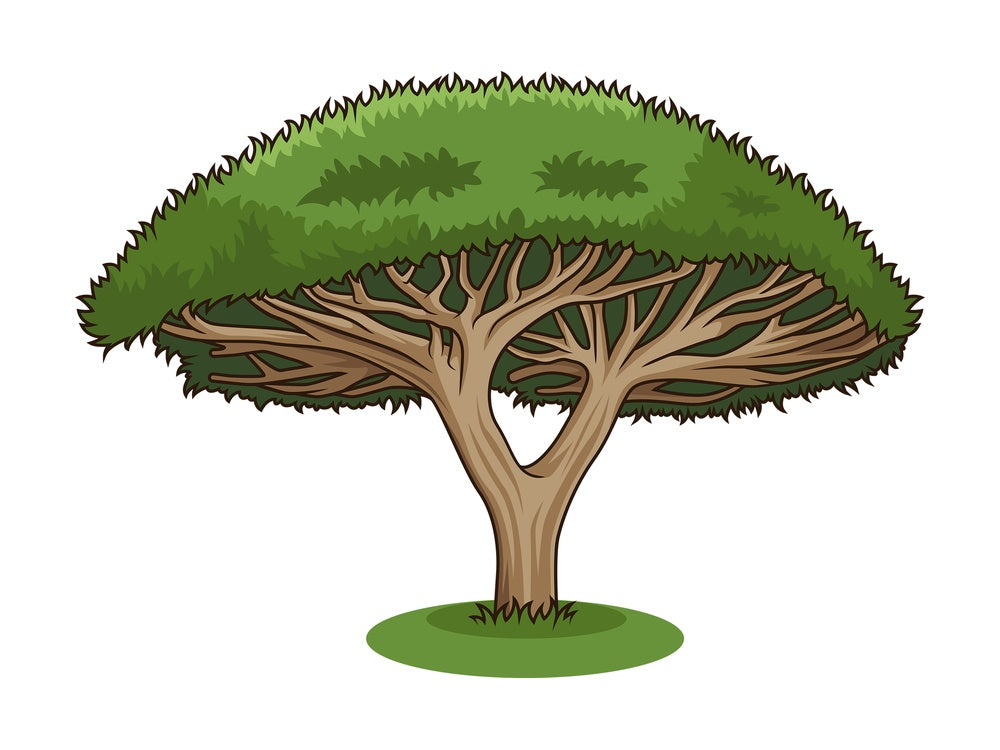 Dragon tree. PNG - JPG and vector EPS (infinitely scalable).