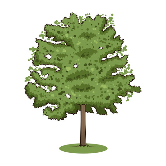 Honey locust tree. PNG - JPG and vector EPS (infinitely scalable).