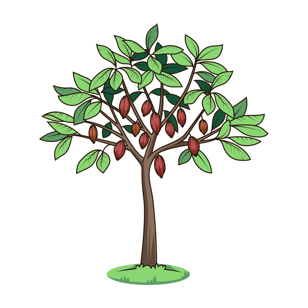Cacao tree. PNG - JPG and vector EPS (infinitely scalable).
