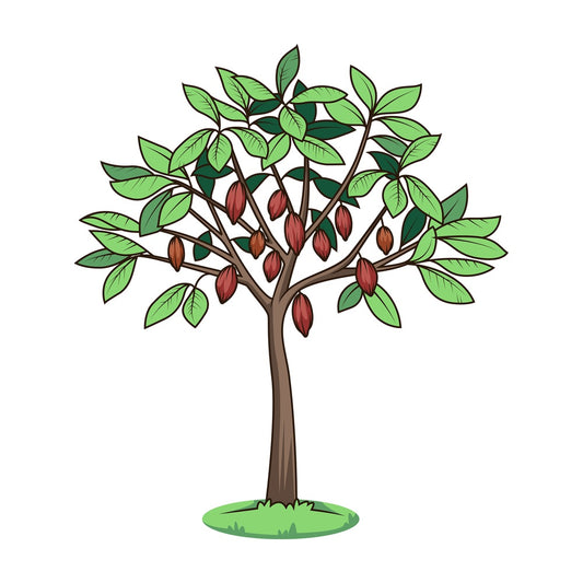 Cacao tree. PNG - JPG and vector EPS (infinitely scalable).