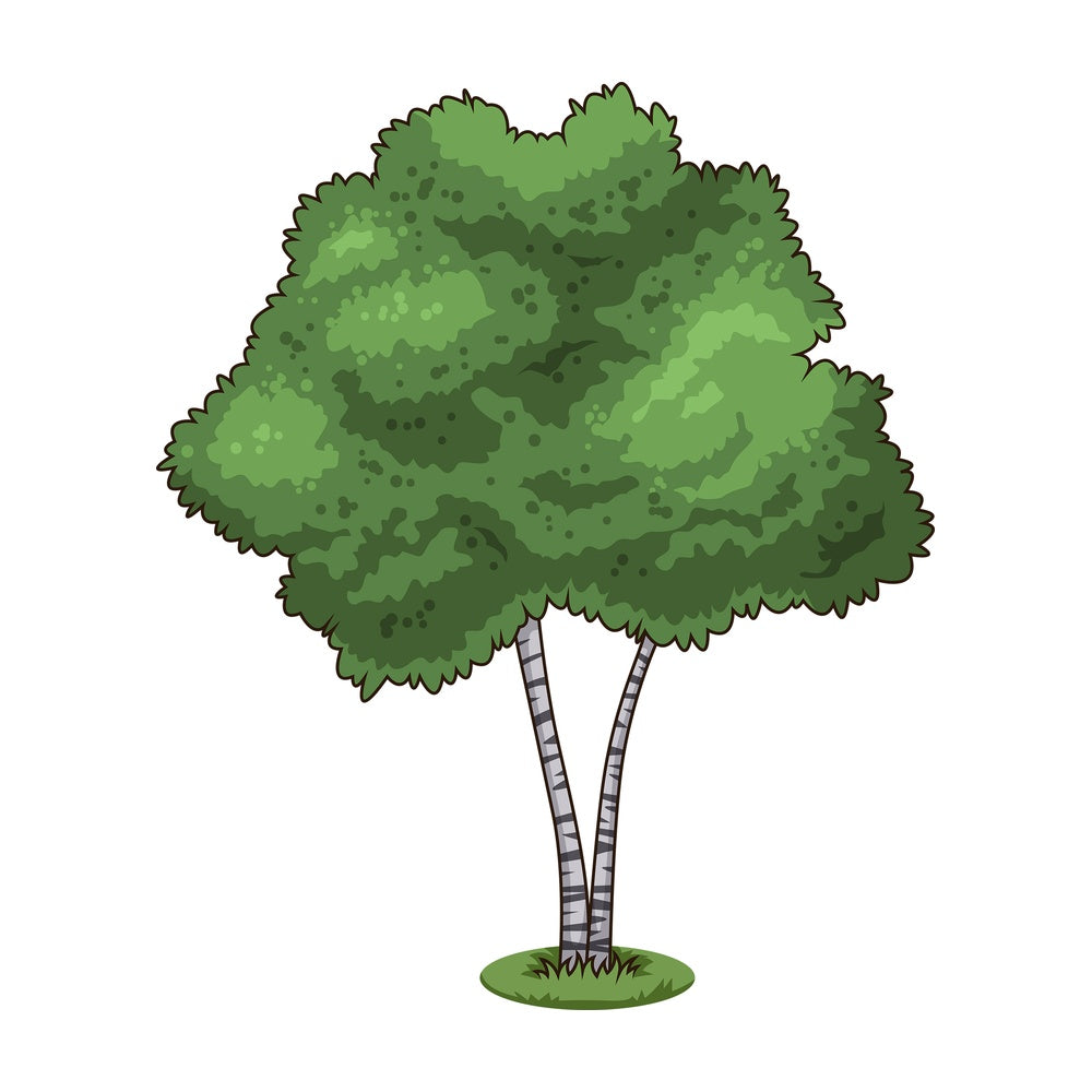 Birch tree. PNG - JPG and vector EPS (infinitely scalable).