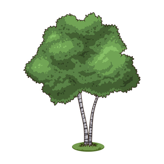 Birch tree. PNG - JPG and vector EPS (infinitely scalable).