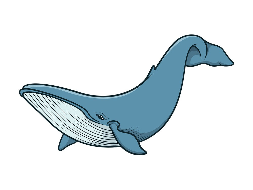 Blue whale. PNG - JPG and vector EPS (infinitely scalable).