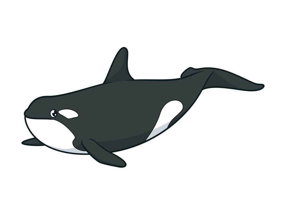 Killer whale orca. PNG - JPG and vector EPS (infinitely scalable).