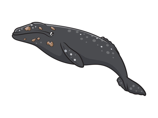 Gray whale. PNG - JPG and vector EPS (infinitely scalable).