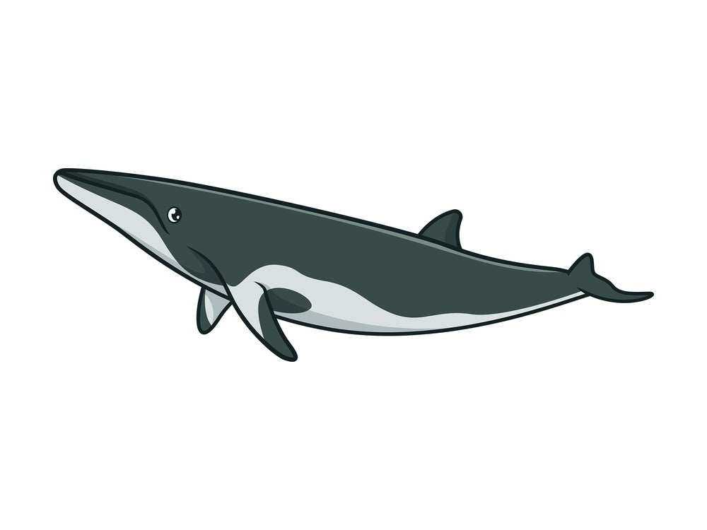 Minke whale. PNG - JPG and vector EPS (infinitely scalable).