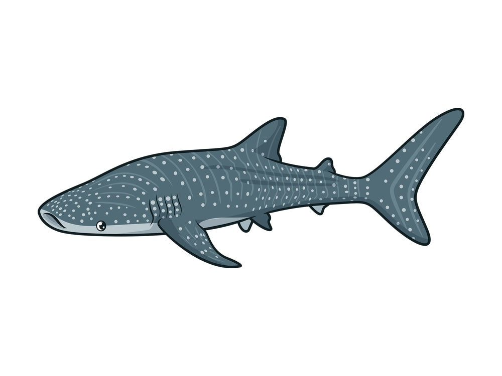 Whale shark. PNG - JPG and vector EPS (infinitely scalable).