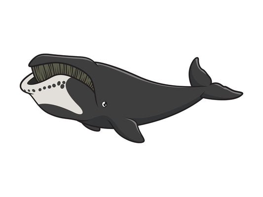 Bowhead whale. PNG - JPG and vector EPS (infinitely scalable).