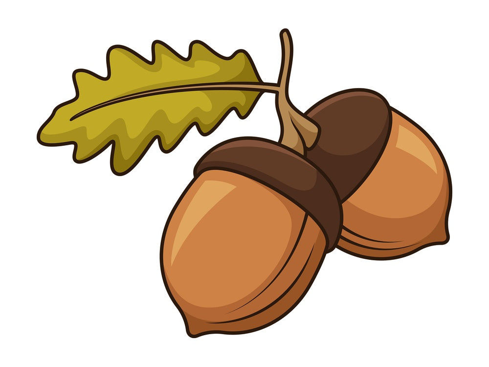 Pair acorn. PNG - JPG and vector EPS file formats (infinitely scalable). Image isolated on transparent background.