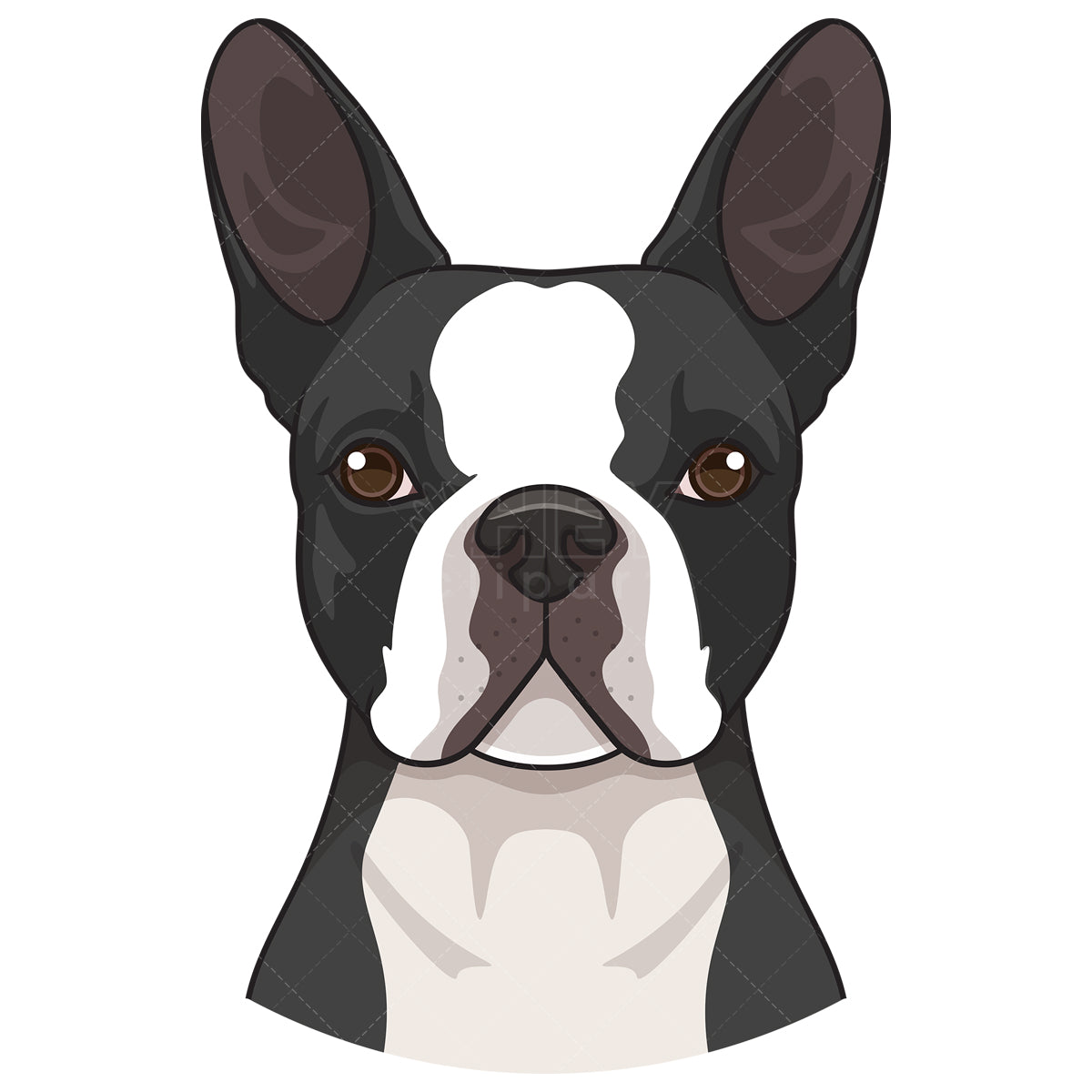 Royalty-free stock vector illustration of a boston terrier face.